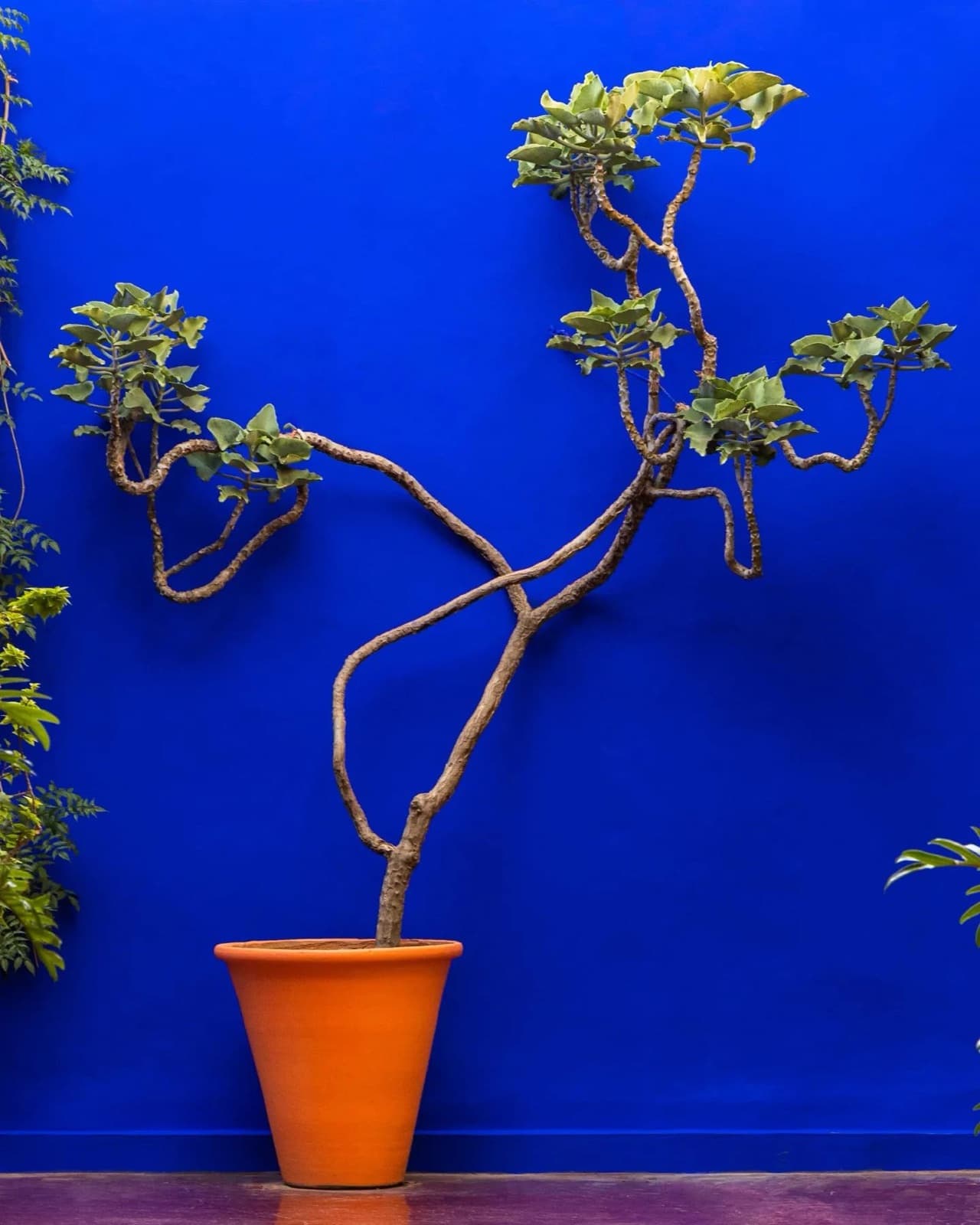 Jardin Majorelle